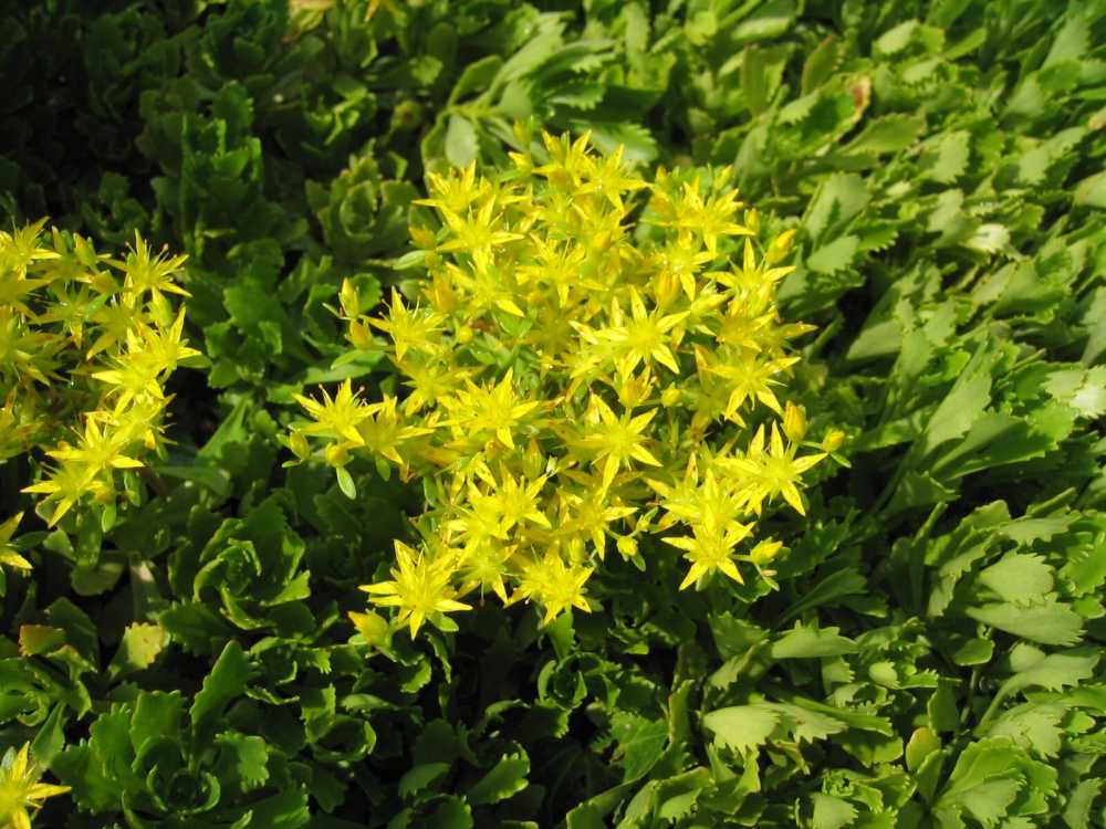 Sedum hybridum 'Immergrünchen' (Immergrünes Fettblatt)